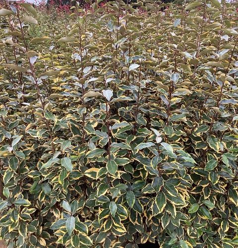 Elaeagnus 'Gilt Edge' CT 5l 40/60