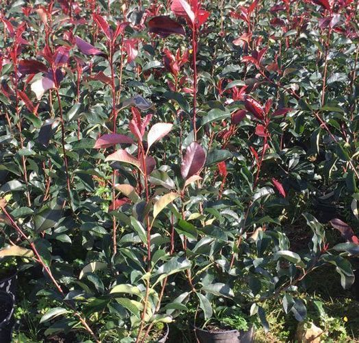 Photinias Red Select  200/+ CT 10L